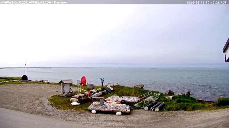 The Hawk