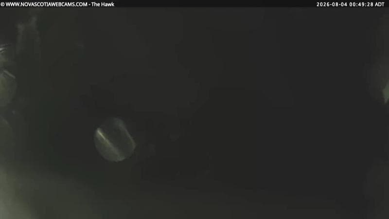 The Hawk
