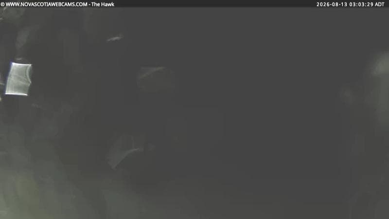 The Hawk