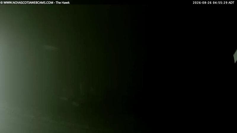 The Hawk