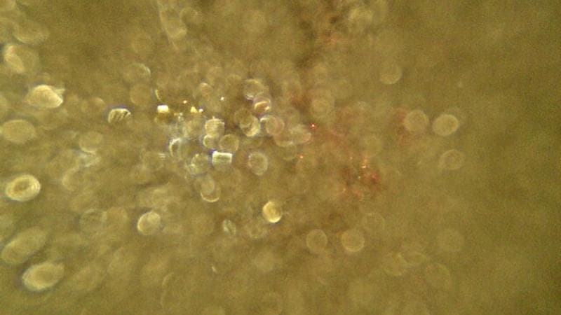 Macdonald Bridge - Halifax bound