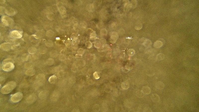 Macdonald Bridge - Halifax bound