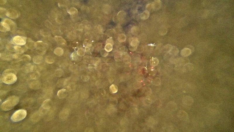 Macdonald Bridge - Halifax bound