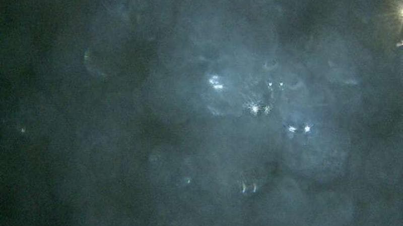 MacKay Bridge - Dartmouth bound