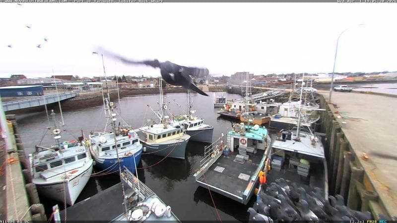 Lobster Rock Wharf East