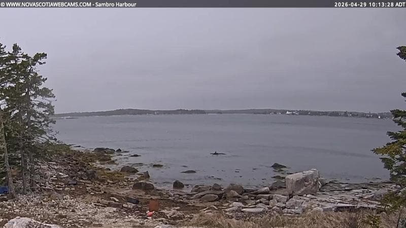 Sambro Harbour